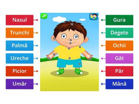 Corpul Omenesc Diagrama Etiquetado