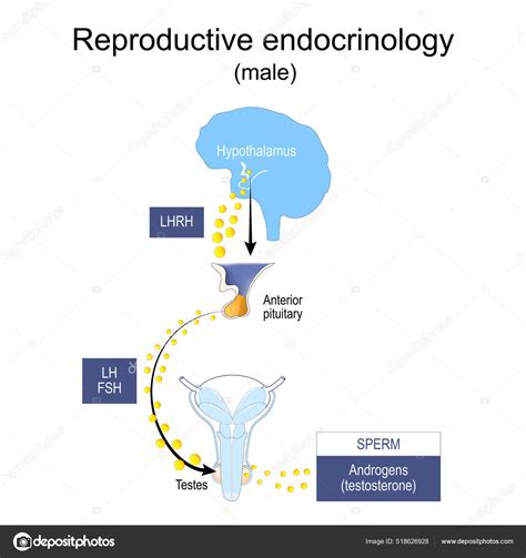 Reproductive Endocrinology Infertility Hormonal Dysfunctions Males