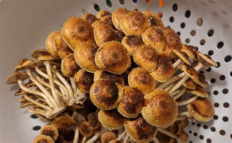 Guide to Chestnut Mushrooms (Pholiota adiposa): How to Grow & Cook Them