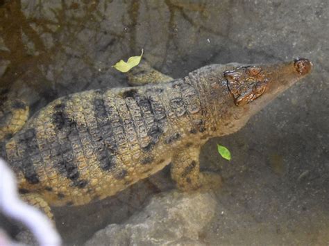 Crocodylus Mindorensis Philippine Crocodile In Zagreb Zoo