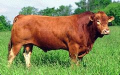 Gelbvieh | Purebred Cattle Breeders | South Florida Beef-Forage Program ...