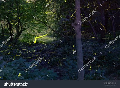 The Glow Of A Firefly Stock Photo 278999813 : Shutterstock