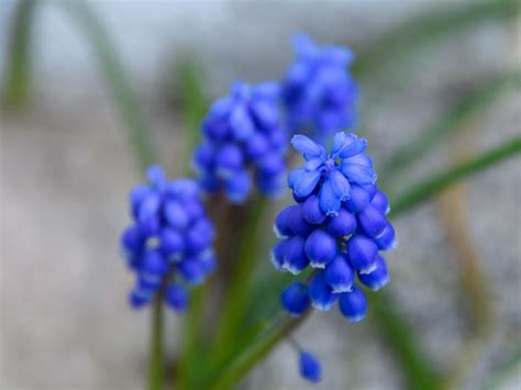 Fleur Bleue Wolfisheim France 100 Mateusz MARCZYK Flickr