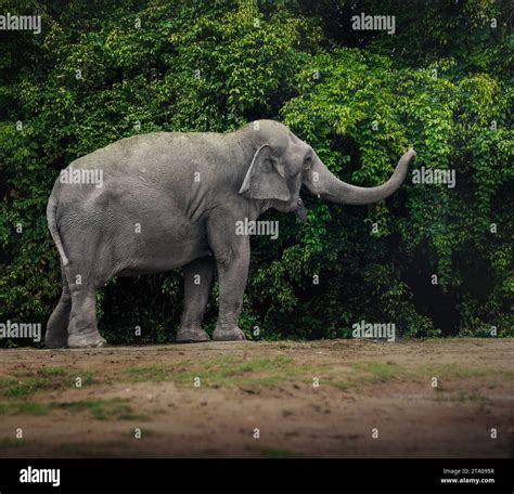 Female Asian Elephant Elephas Maximus Stock Photo Alamy