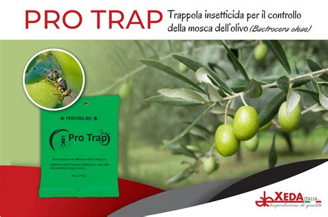 Nuova Trappola Attract And Kill Per La Mosca Dellolivo Xeda Italia