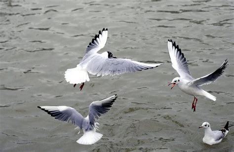 Vogelgrippe Breitet Sich Weiter Aus Bauernzeitung Ch BauernZeitung