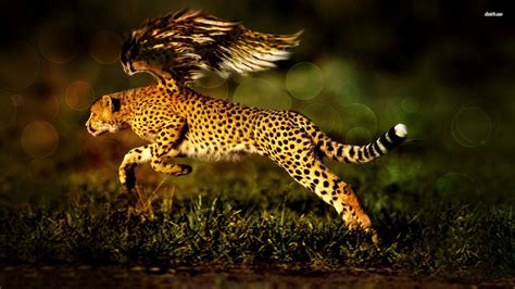 Cheetah 4K HD Wallpaper Rare Gallery