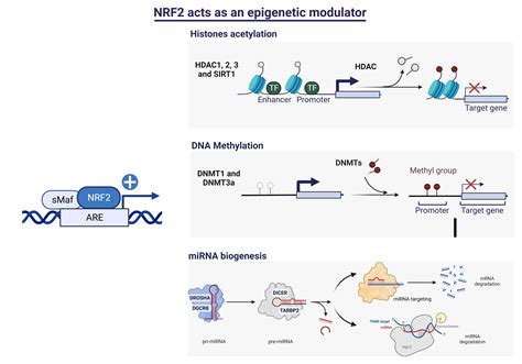 The Transcription Factor NRF2 Has Epigenetic Regulatory Functions