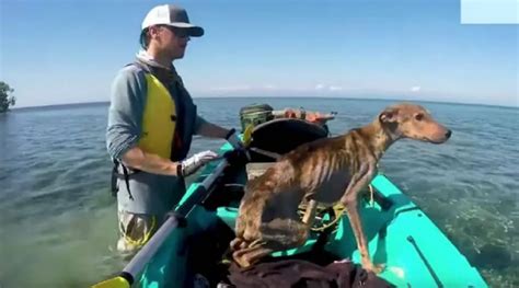 Hombre salva a un perro solo en una isla remota sin comida durante días