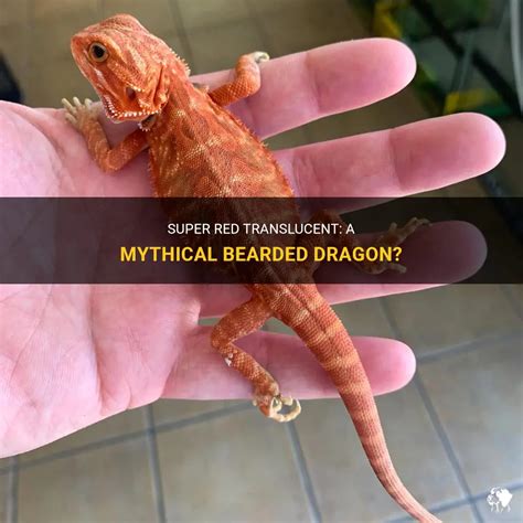 Super Red Translucent A Mythical Bearded Dragon Petshun