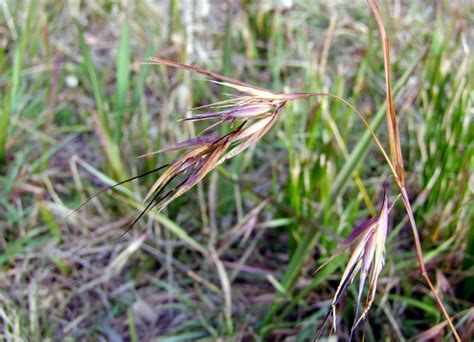 Themeda triandra – Wonthaggi Seed Bank & Nursery