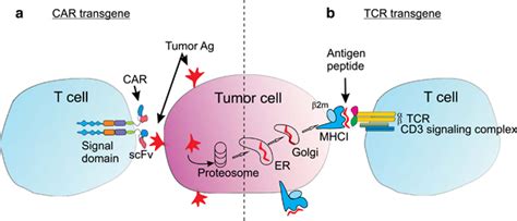 Schematic Representation Of T Cells Genetically Modified With