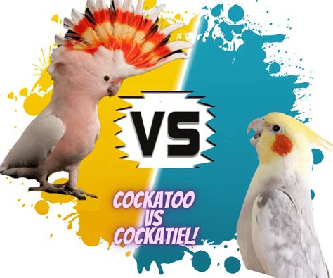 Cockatoo vs Cockatiel -Difference between Cockatoo and Cockatiel