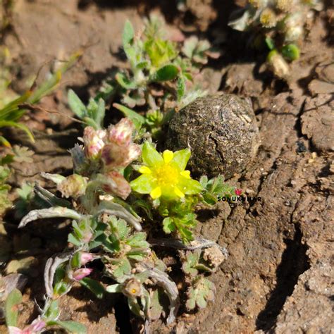 Potentilla supina L. (Rosaceae) by Sonu kumar Plants of Rajasthan