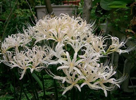 Lycoris: Savjeti, uzgoj i njega