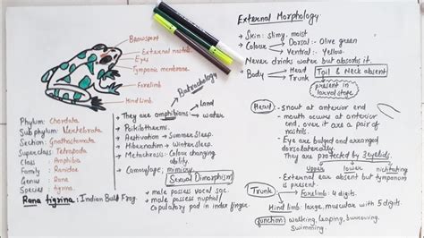 Morphology Of Frog Class 11 Youtube