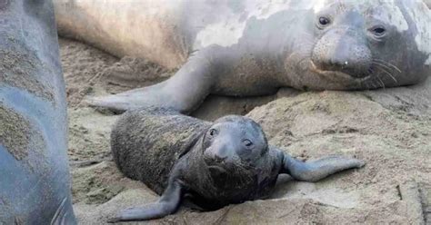 Northern Elephant Seal Behavior - AnimalBehaviorCorner