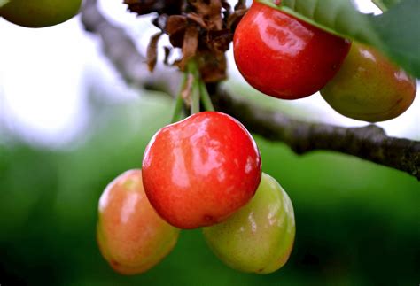 Comment Bien Choisir Son Arbre Fruitier Blog Marseille