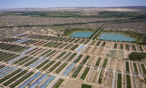 In Pics Desert Turns Into Oasis In Nw China People S Daily Online