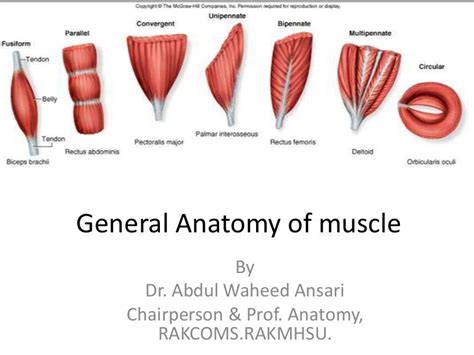 General anatomy of muscle