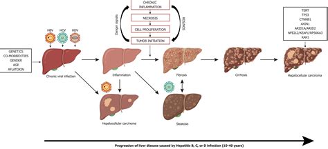 Pathogenesis Of Liver Cancer