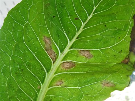 Lettuce Septoria Leaf Spot Blight