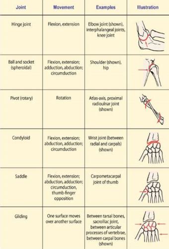 Mobility Immobility And The Musculoskeletal System Flashcards Quizlet