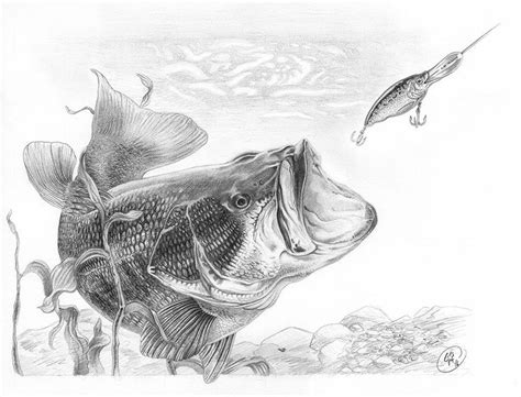 Leaping Bass Pencil Drawing