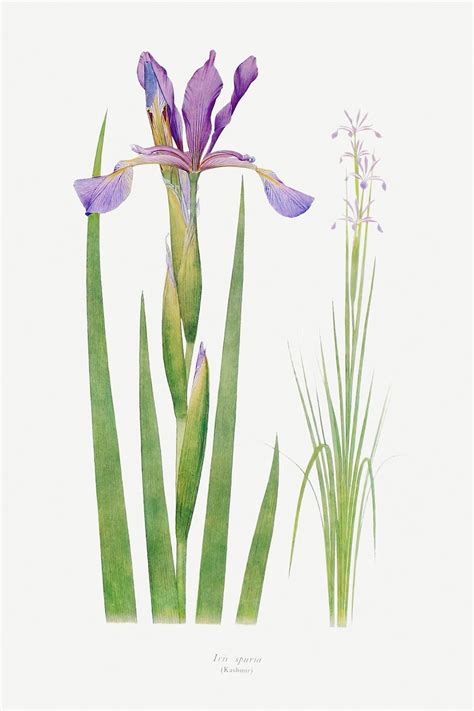 Iris Spuria Genus Iris Free Photo Illustration Rawpixel