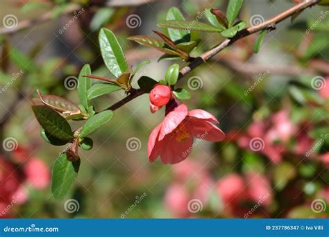 Japanese Flowering Quince Stock Image Image Of Botany 237786347