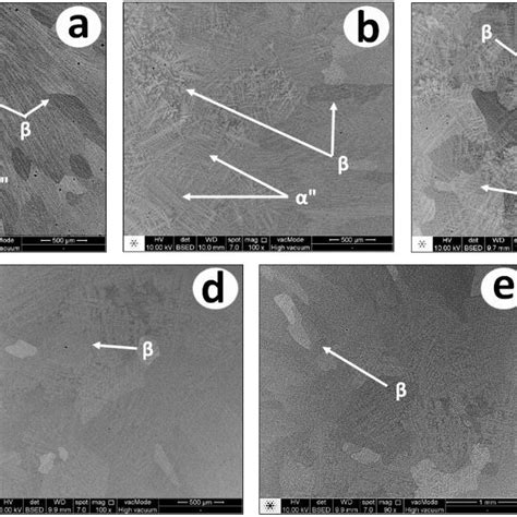 Bsesem Micrographs Showing The Cell Adhesion On The Ti Nb Zr Alloys