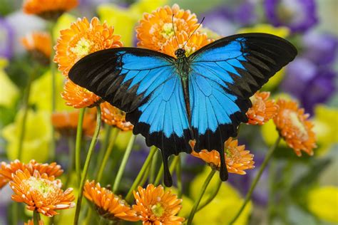 53 Of The Most Colorful Butterflies In The World Color Meanings