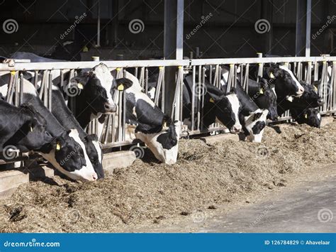 Black And White Spotted Holstein Cows Feed In Half Open Barn On Dutch