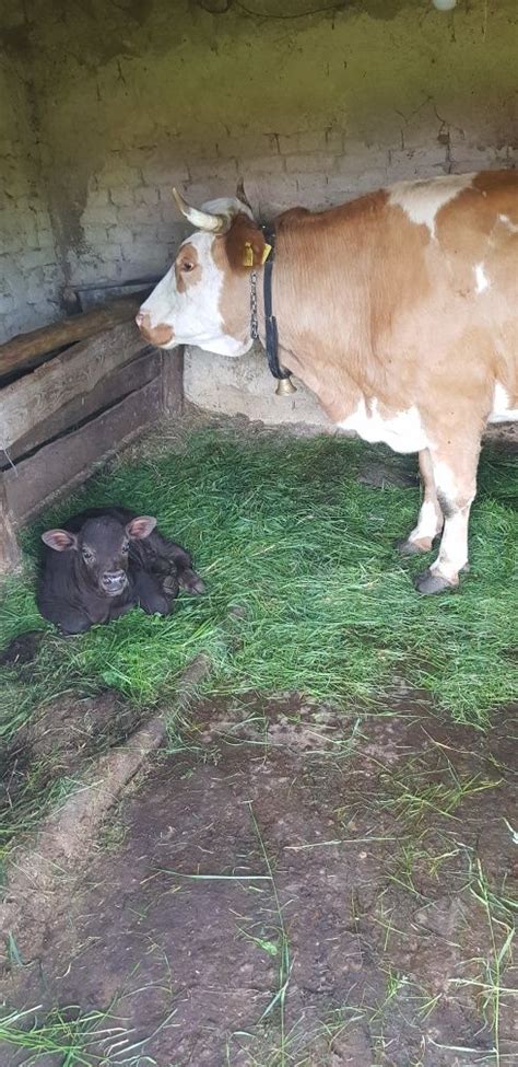 Vind Vaca Baltata Romineasca De 6 Ani Fatata Din 20 Mai Are Un Vitel A