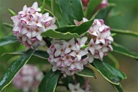 What To Do With The Yellow Leaves Of Daphne Odora The Plant Aide