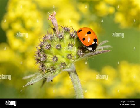 Seven Spot Ladybird Aka Seven Spotted Ladybug Coccinella