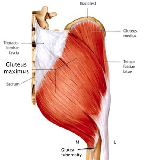 Gluteal Tuberosity Muscle Attachment