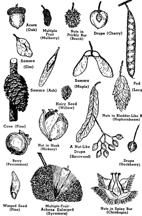 Seed Identification Chart Ponasa