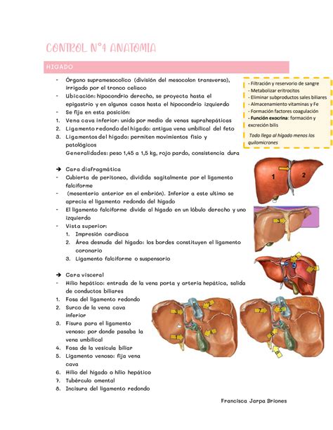 Solution Anatom A Humana H Gado Estomago P Ncreas Bazo Aorta