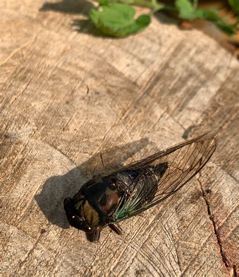 Down The Garden Path Cicadas Are Coming Shaw Local