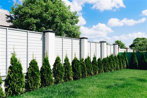 Low Maintenance Plants For Fence Line That Add Curb Appeal