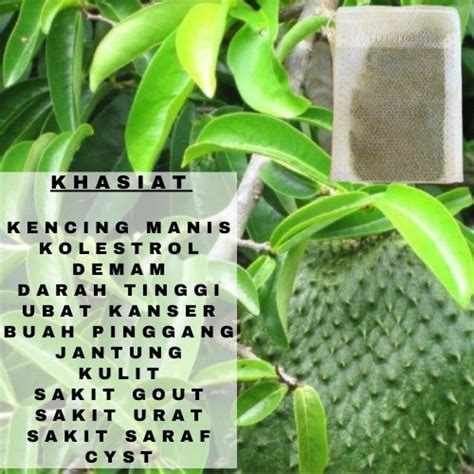 30 UNCANG TEH DAUN DURIAN BELANDA Semulajadi Lazada