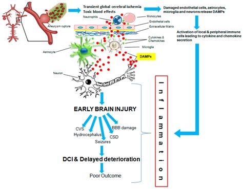 IJMS Free Full Text Role Of Damage Associated Molecular Pattern