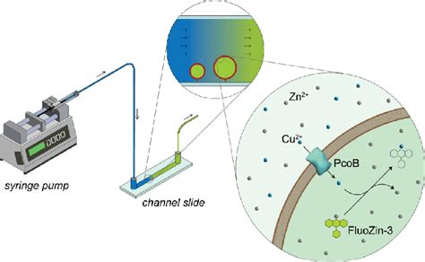 Schematic Of The Microfluidic Setup For Measurement Of Cu Flux In Giant Download Scientific