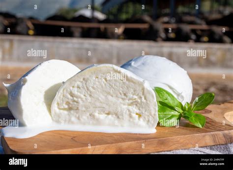 White Balls Of Italian Soft Cheese Mozzarella Di Bufala Campana And