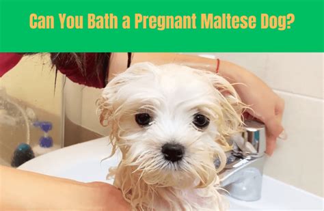 How To Care For Your Pregnant Maltese