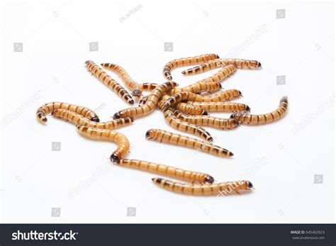 Larvae Zophobas Morio Superworm Zophobas Stock Photo