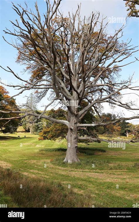 Dead Oak Tree Hi Res Stock Photography And Images Alamy