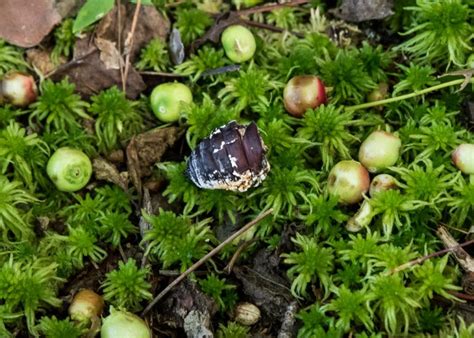 Massospora Cicadina Western Pennsylvania Mushroom Club