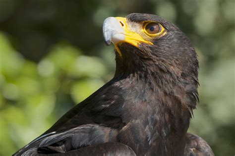 Guila Negra Caracter Sticas D Nde Habita Qu Come Cumbre Pueblos